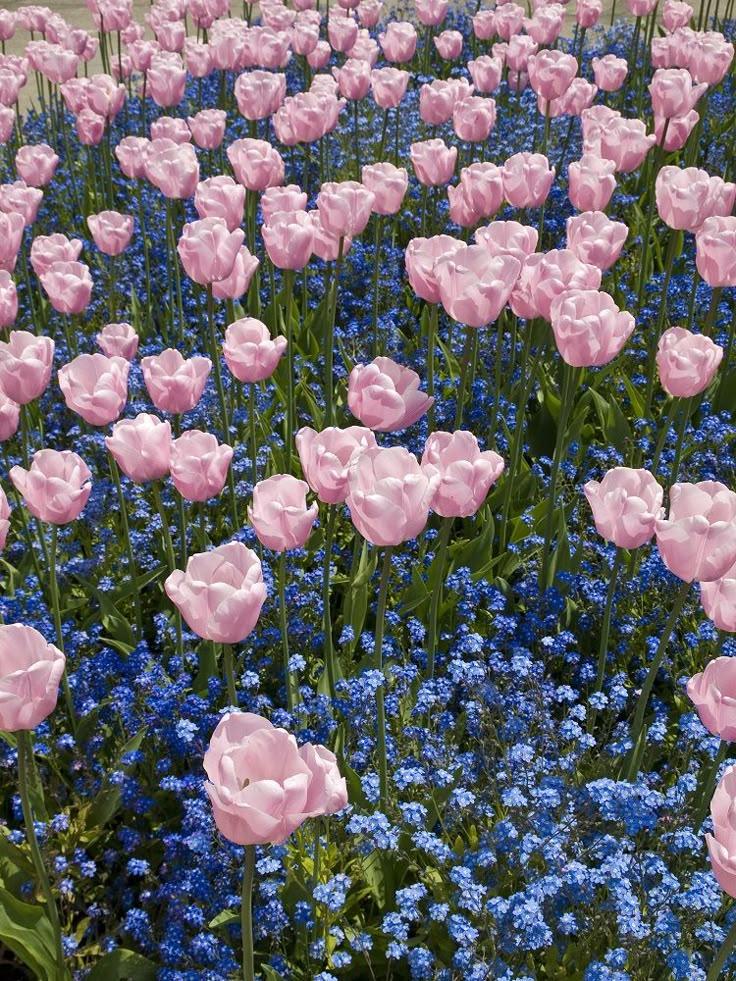 Petals of Poise and Grace
